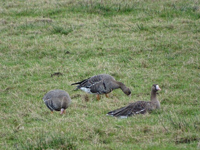 球队在战术 球队在战术